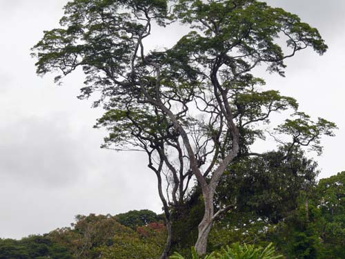 zebra wood tree