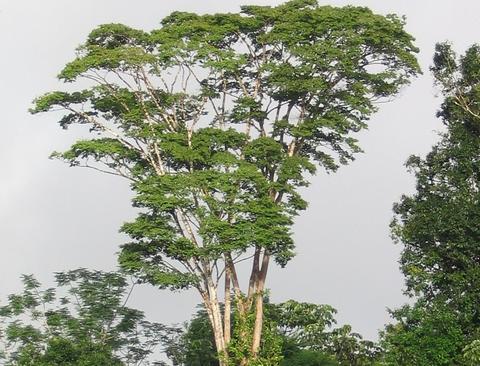 purple heart tree