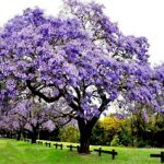 PAULOWNIA